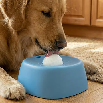 Dog Lick Ball